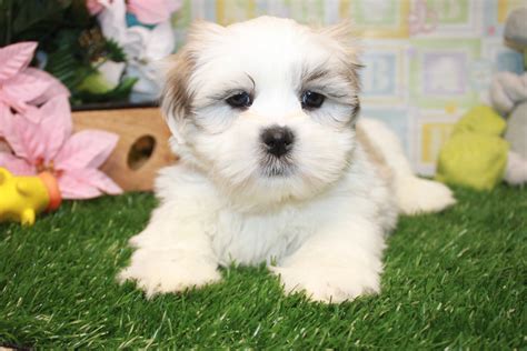  Lhasa Apso Puppies For Sale
