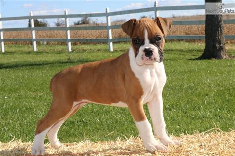  Licensed and KC Assured breeders of Boxer puppies