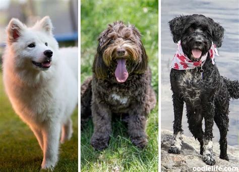  Life Span Did You Know? These large, fluffy dogs are known for their non-shedding coats and lovable personalities