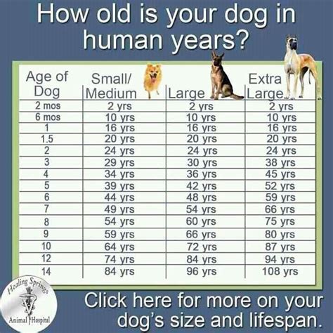  Life Span Did You Know? They tend to be affectionate and loving dogs that make great family pets
