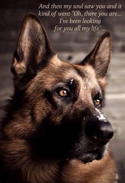  Life with a German Shepherd is a joy that one must experience to appreciate and understand, and the intelligence of these great dogs must be seen to be believed