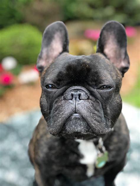  Lifespan: The typical lifespan of a hairless French Bulldog is around 10 to 12 years, similar to their furry counterparts