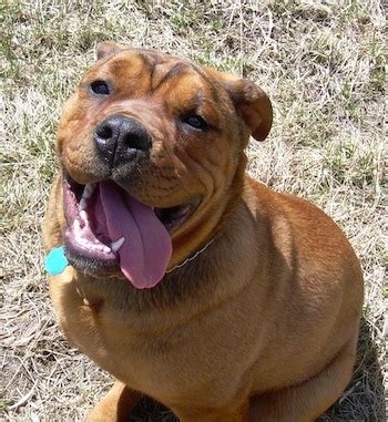  Lifespan Sociability The English Bullweiler is a rarer hybrid breed, and his size means that he is not one of the most popular breeds