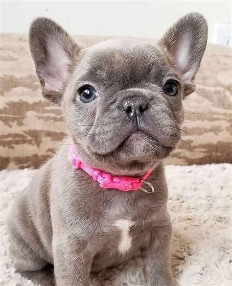  Lifestyle French Bulldogs love living with other dogs, pets, and kids
