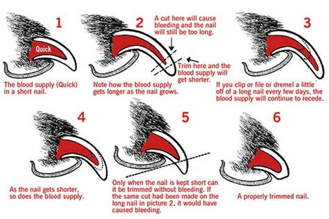  Light claws are easier to cut than dark claws, as the blood vessels and nerves that supply the toenail, called the quick, is easier to see