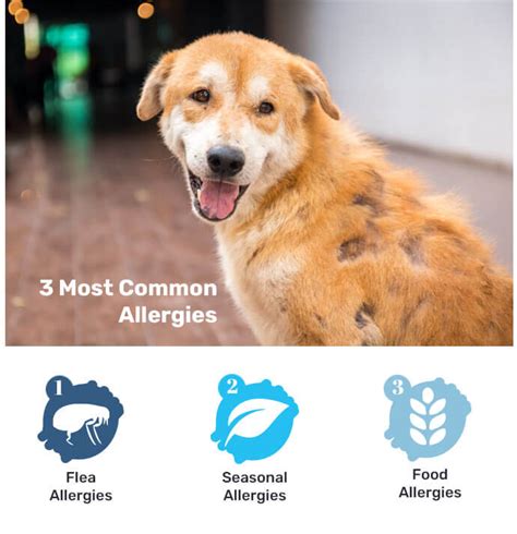  Like any breed, they have some minor health issues to be aware of, like skin problems and allergies