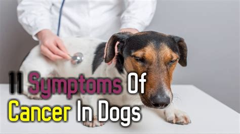  Like any other breed of dog, they may get cancer