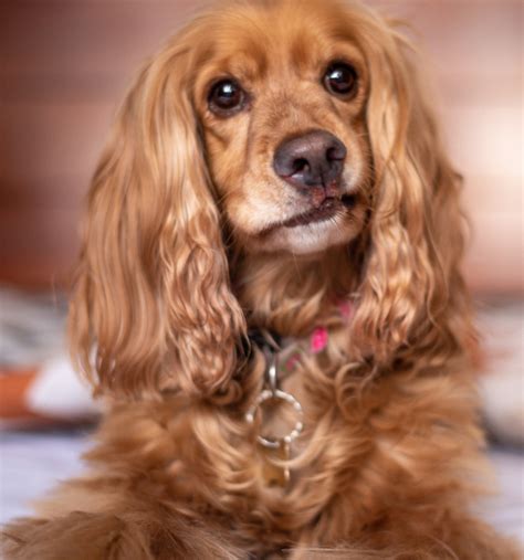  Like many other popular small dog breeds, opportunistic breeders are over-producing Cocker Spaniels for the sake of profit