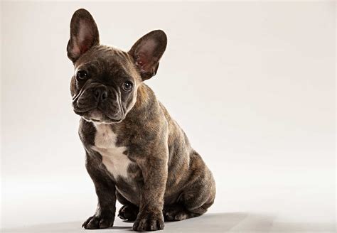  Like most designer dogs, the Frenchton originated in the United States during the s