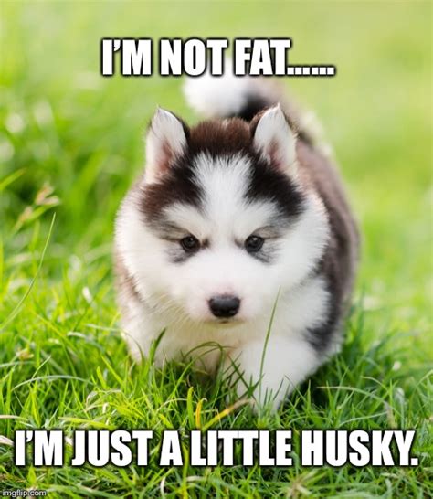  Like most dogs, your fat husky meme not like being …