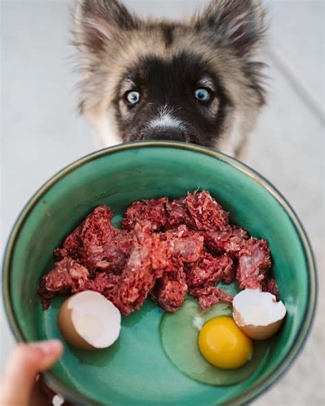 Like most other dogs of the size, insist on raw meat diet, and try avoiding foods not good for dogs in general