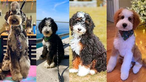  Like other Poodle mixes, Mini Bernedoodles are perfect for people with allergies because of how little they shed
