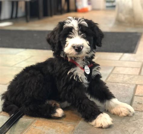  Like poodles, wavy-and curly-coated Bernedoodles need trimming from a professional groomer every four to eight weeks