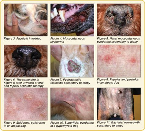  Likewise, your veterinarian can provide treatments for infections like yeast or pyoderma