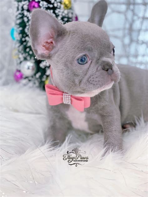  Lilac French Bulldog puppies are considered a rare and exotic color variation of the French Bulldog breed, and as such, they can be quite expensive