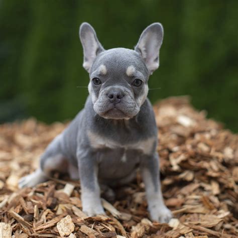  Lilac French Bulldogs have a light, diluted coat color that ranges from pale lavender to silver