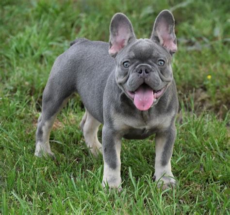  Lilac Tan Male Frenchie for sale