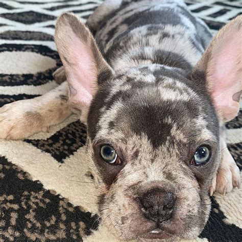  Lilac merle French Bulldogs usually have light-colored eyes which are glowing red
