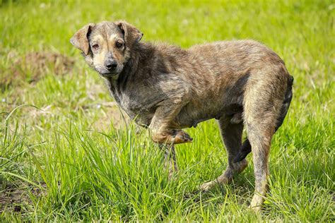 Limping or Lameness: Limping or lameness is a clear sign of arthritis in dogs