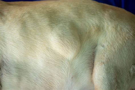  Lipomas are fatty tumors that are usually non-cancerous and primarily affect senior dogs