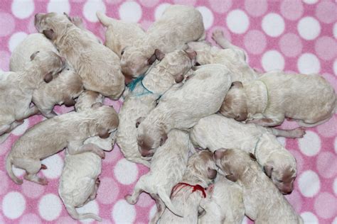  Litter Size 4 - 5 puppies; as a result of this breed