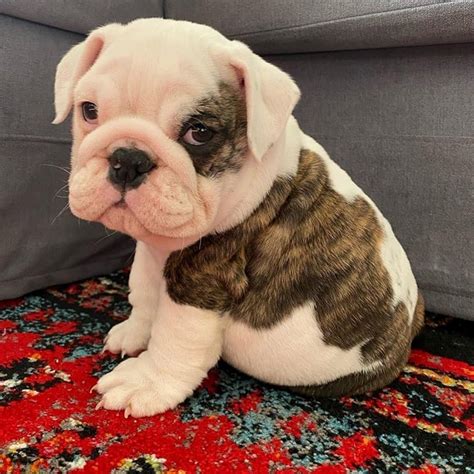  Litter box trained Buy Now English Bulldog Hello , we have 3 male puppies that are looking for their forever loving homes! They 10 weeks old 2nd set of shots dewormed full AKC registration, Great temperament nice bone structure and very playful also been health checked