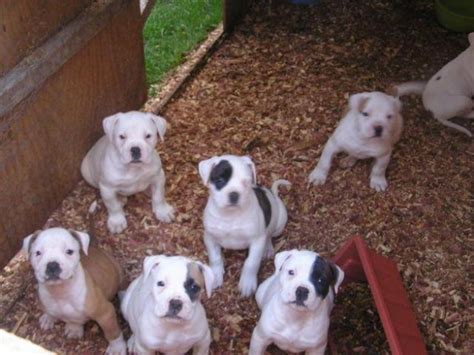  Litter of 7 American bulldog x Doberman puppies, brought up with mum and mums mum, around children and other animals so all fabulous temperaments
