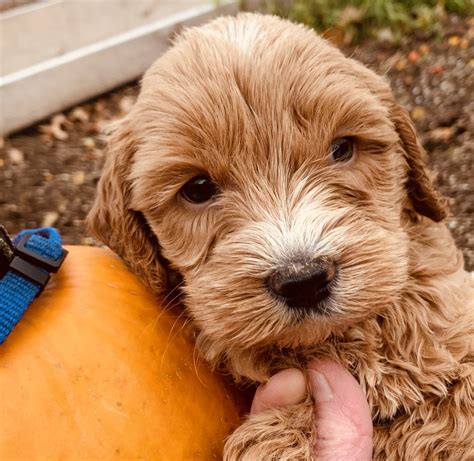  Litter of Labradoodles were born Oct 5, , pups are ready for their forever home
