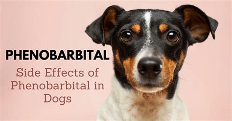 Liver Damage One of the most significant side effects that dogs experience when treated with Phenobarbital is stress, and eventual damage to the liver