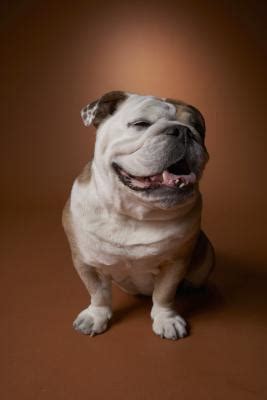  Living Conditions The English Bulldog is good for apartment life