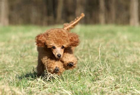  Living Needs Poodles need tons of exercise and opportunity for movement, so access to a spacious fenced-in yard is ideal