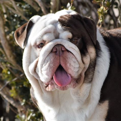  Living with Bulldogs As long you keep your American Bulldogs engaged and active, they will be happy in any type of home, be it a family house with a big yard or a city apartment