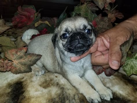  Local pet stores are a great source for leads on pug puppies for sale VA