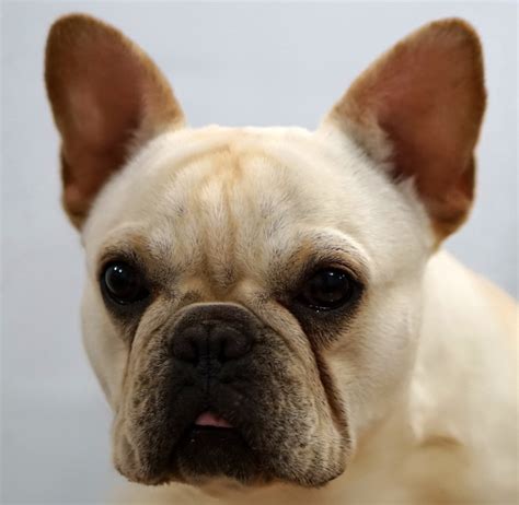  Located in Oneonta, Alabama, Stargate French Bulldogs is a family-owned breeder that specializes or focuses mainly on French bulldogs