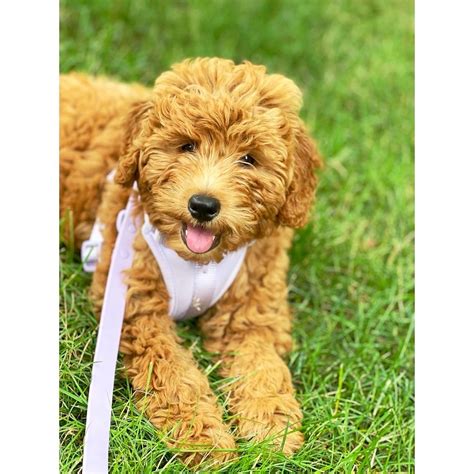  Located in Sutton, Massachusetts, American Goldendoodle has been breeding dogs for over 30 years