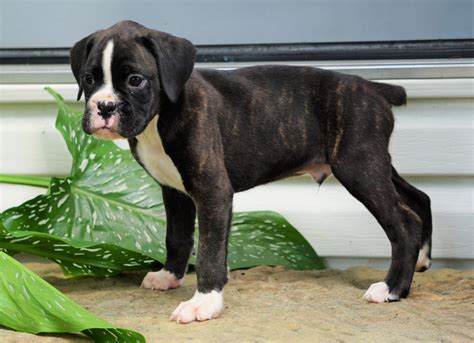  Located in the Chicago area, we strive to breed quality, health-tested AKC registered Boxer puppies with a focus …