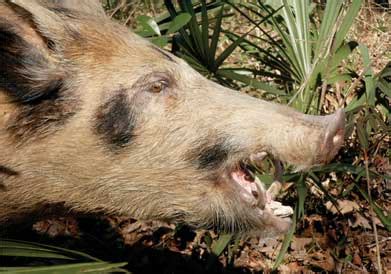  Located very close to Spanish Florida, the area around the Altamaha had a major hog feral pig problem basically since the British first settled the region
