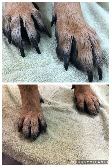 Long, unsightly nails are uncomfortable for the dog, as well as anyone they might jump on
