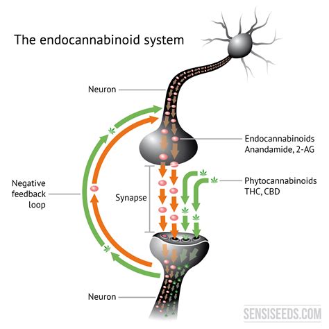  Long story short: the endocannabinoids bind to receptors in order to signal that the entire system needs to take action