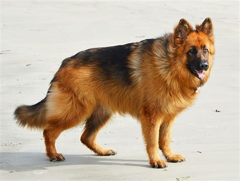  Long-haired German Shepherds are considered a less common variant of the breed, adding to their allure and exclusivity