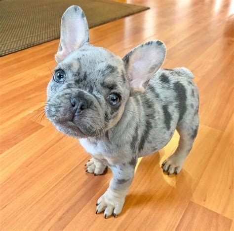  Look at pictures of French Bulldog puppies who need a home