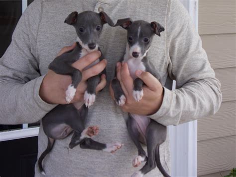  Look at pictures of Italian Greyhound puppies who need a home