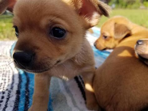  Look at pictures of puppies in Gainesville, Florida who need a home