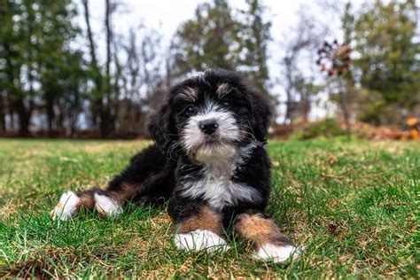  Look at this adorable face! This sweet boy is an F1b Bernedoodle and is one of Ivy
