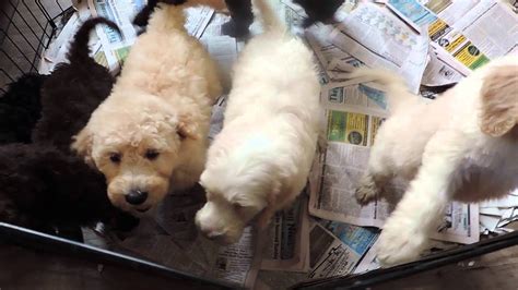  Look no further! Puppies will be ready for their new homes for Christmas