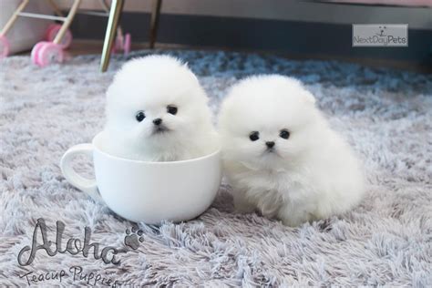  Look no further than Companion Pups! Welcome to our Georgia Teacup Puppies page