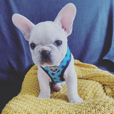  Look no further than our selection of affordable french bulldogs