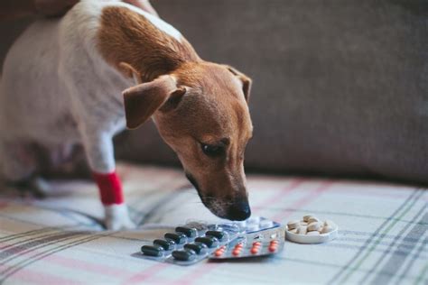  Look out for any potential drug interactions if your dog is on medication