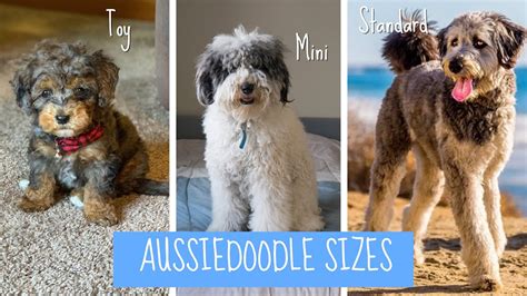  Looking at the size of the parents, particularly the mother, can give you a good idea of what size to expect in your Aussiedoodle