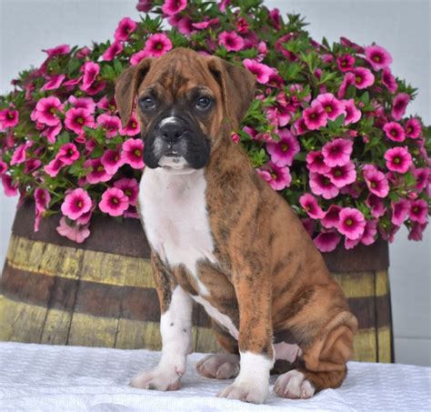  Looking for Boxer puppies? Lancaster Puppies has Boxers for sale! They